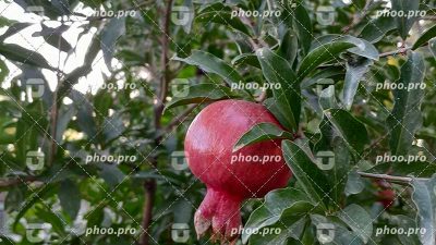 انار رسیده روی شاخه در میان باغ