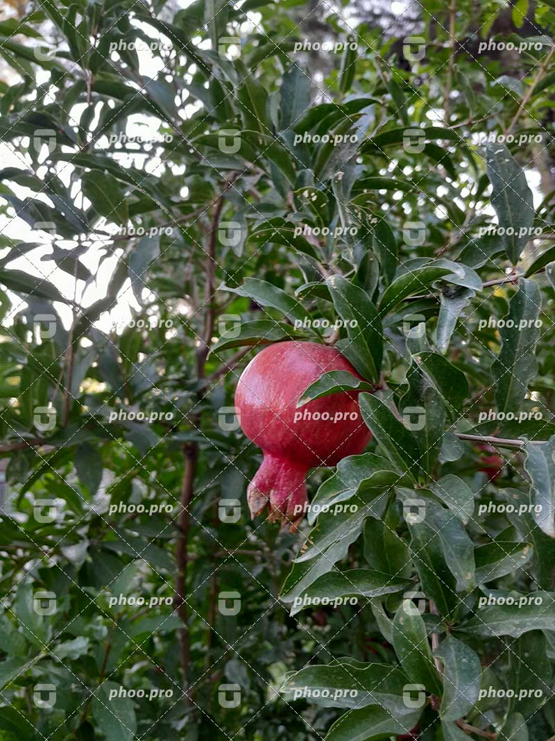 انار رسیده روی شاخه در میان باغ