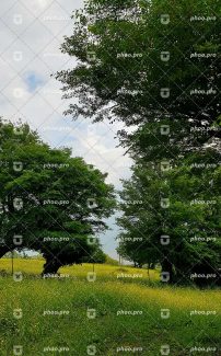 تصویر درختان و طبیعت