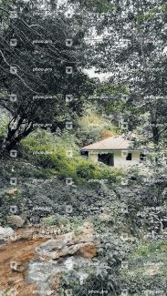 کلبه در جنگل سبز