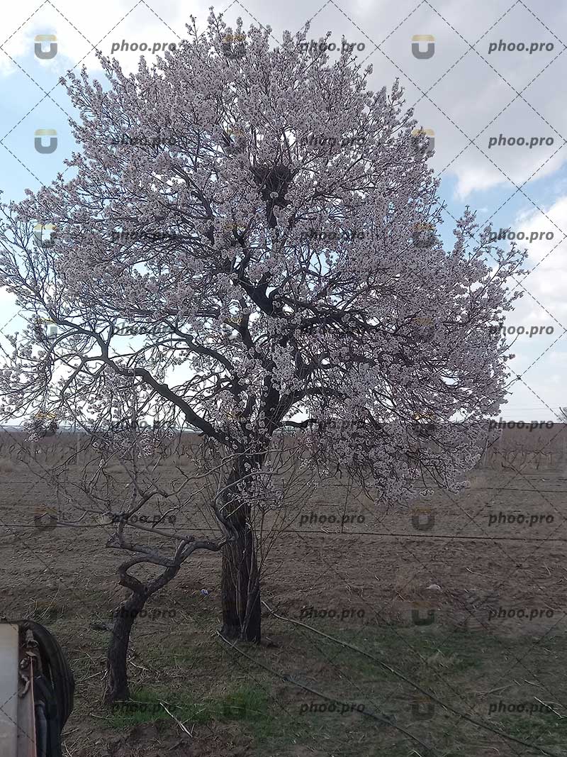 درخت بهاری با شکوفه صورتی