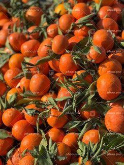 نارنگی