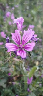 گل های بنفش