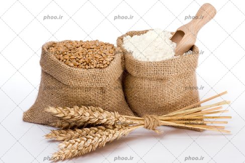 عکس با کیفیت چند خوشه گندوم در کنار کیسه برنج و کیسه گندوم در بک گراند سفید