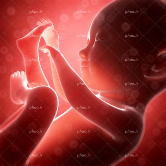 عکس با کیفیت جنین در رحم مادر از نمای نزدیک