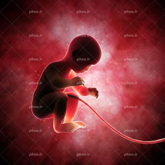 عکس با کیفیت جنین چهار ماهه در رحم مادر و در حال تغذیه از بند ناف