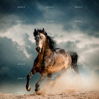 عکس با کیفیت اسب قهوه ای با یال ها و دم مشکی در حال دویدن در جاده خاکی