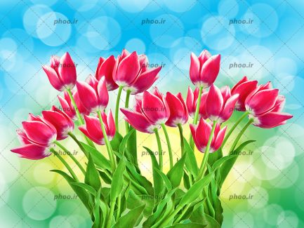 عکس با کیفیت نقاشی دیجیتالی گل های لاله زیبا در پس زمینه سبز و آبی