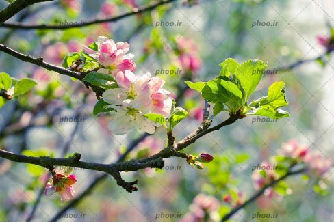 عکس با کیفیت جوانه زدن گل بر روی شاخه های درخت و باز شدن شکوفه ها بر روی شاخه های درخت