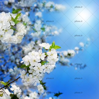 عکس با کیفیت خورشید در آسمان آبی و در حال تابیدن به شاخه های درخت پر شده از شکوفه های زیبا