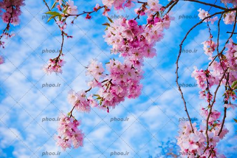عکس با کیفیت شاخه های تاب خورده در هم و شکوفه های صورتی بر روی شاخه درخت و آسمان آبی