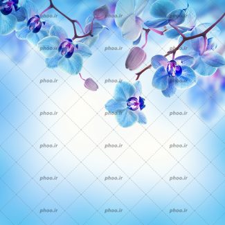 عکس با کیفیت شکوفه های آبی زیبا بر روی شاخه ی درختان از نمای نزدیک
