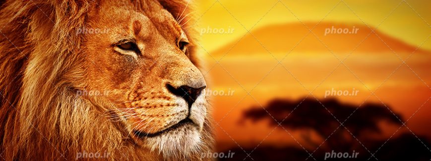 عکس با کیفیت چهره ی شیر جنگل از نمای نزدیک و پس زمینه آسمان در حال غروب کردن