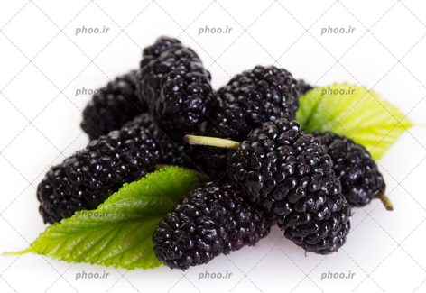 عکس با کیفیت شاتوت سیاه تازه و خوشمزه به همراه برگ در بک گراند سفید