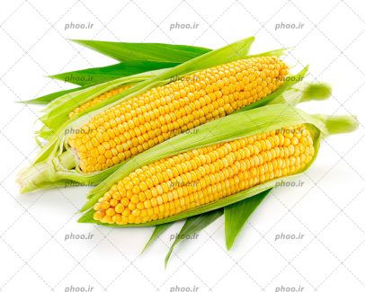 عکس با کیفیت سه بلال تازه و خوشمزه چیده شده بر روی یکدیگر در بک گراند سفید