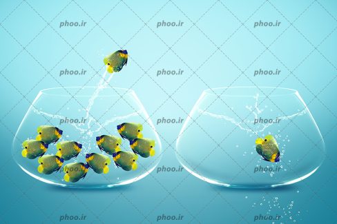 عکس زیبا ماهی های زرد رنگ خال خال در تنگ ماهی و پرش در تنگ ماهی دیگر