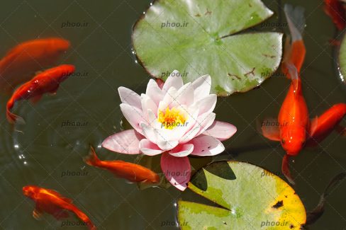 عکس زیبا ماهی های قرمز دور گل نیلوفر در آب