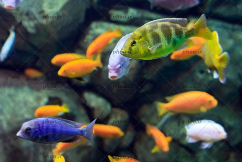 عکس زیبا ماهی های ریز و درشت و رنگا رنگ در زیر دریا