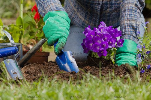 عکس باغبان در حال کاشت گل بنفش در خاک باغ