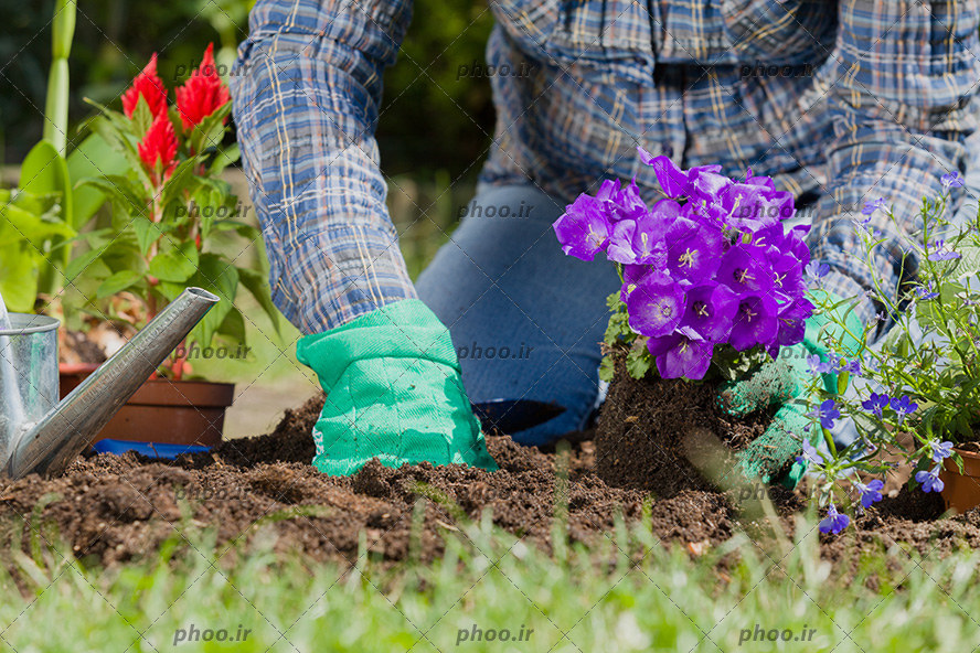 عکس باغبان در حال کاشت گل بنفش در باغ
