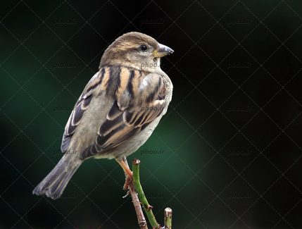عکس پرنده کوچک روی شاخه درخت با زمینه محو