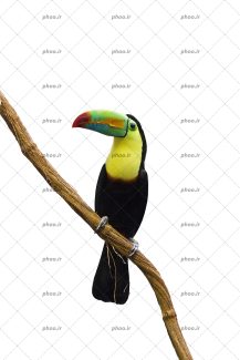 عکس پرنده توکان نشسته روی شاخه با زمینه سفید