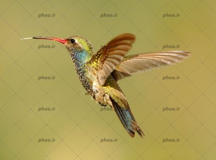 عکس پرنده درحال پرواز با چوبی در نوکش با زمینه قهوه ای