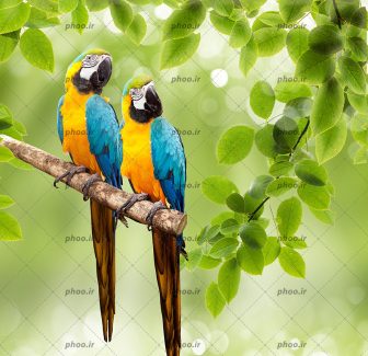 عکس دو پرنده طوطی نشسته روی شاخه با زمینه سرسبز