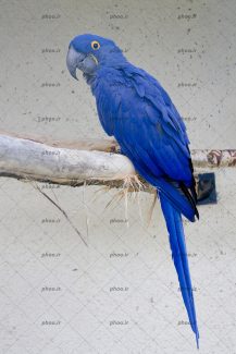 عکس پرنده طوطی روی شاخه درخت با زمینه دیوار