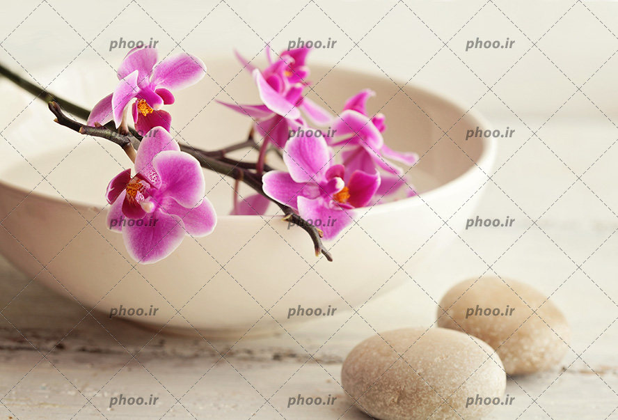 عکس سنگ ها و گل ها و روغن برای ماساژ در زمینه سفید