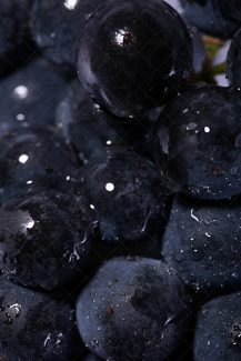 عکس زیبا خوشه بلوبری سیاه با ذرات آب با برگ