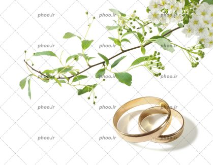 عکس با کیفیت دو حلقه ی طلایی ازدواج در کنار شاخه ای با شکوفه های سفید