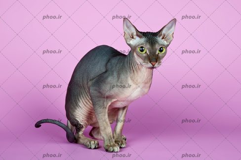 عکس زیبا گربه چشم سبز گوش دراز روی زمین نشسته
