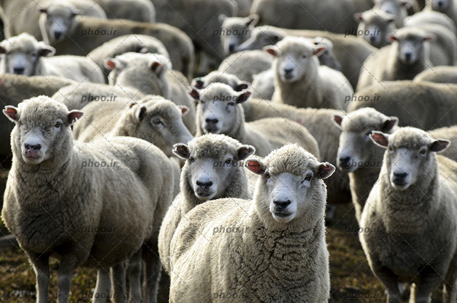 عکس زیبا گوسفند های سفید در کنارهم و اهلی و پستاندار
