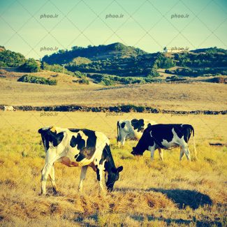 عکس زیبا گاو در چمن و آسمان آبی حیوانات اهلی و شیرده