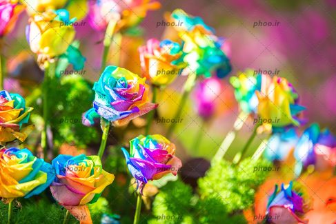 عکس گل های رز رنگارنگ زیبا کنار هم