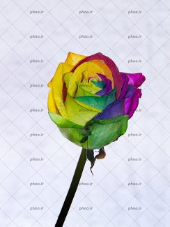 عکس گل رز رنگارنگ و شبنم ها رویش با زمینه سفید