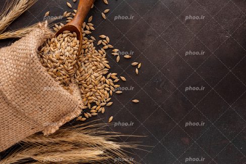 عکس با کیفیت خوشه های گندوم در کنار کیسه ی پر شده از گندوم و قاشق چوبی در کنارش