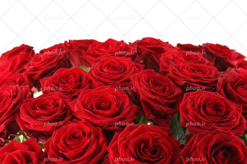 عکس با کیفیت دسته گل رز قرمز زیبا در پس زمینه سفید