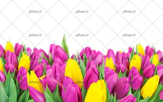 عکس با کیفیت دشت لاله های زیبا خوش رنگ به رنگ بنفش و زرد در کنار یکدیگر