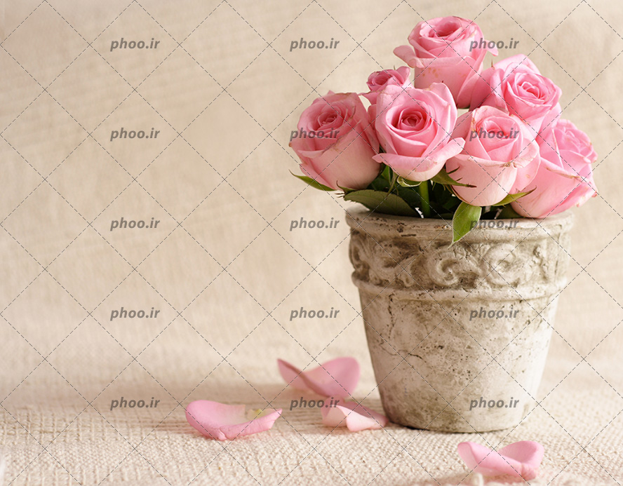 عکس با کیفیت شاخه های گل رز به رنگ صورتی داخل گلدان سنگی قدیمی و چند گلبرگ در کنار گلدان