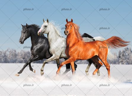 عکس با کیفیت سه اسب به رنگ قهوه ای و سفید و مشکی در حال دویدن در دشت برفی