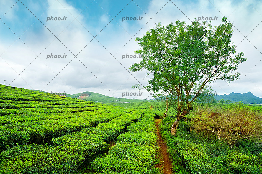 عکس مزارع سر سبز چای و یک درخت در برابر آسمان نیمه ابری