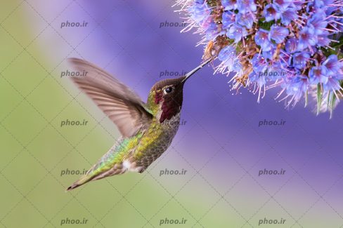 عکس پرنده کوچک کنار گل زیبا آبی با زمینه محو