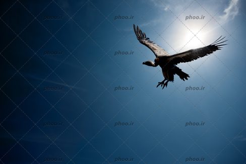 عکس پرنده کرکس با زمینه آسمان
