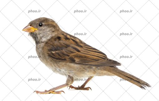 عکس پرنده گنجشک با زمینه سفید