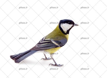 عکس پرنده آبی زرد با زمینه سفید