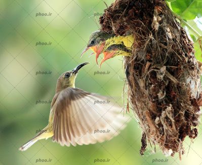 عکس پرنده درحال غذا دادن به بچه هایش در لانه