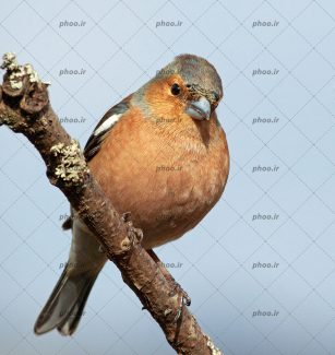 عکس پرنده کوچک روی شاخه درخت با زمینه محو