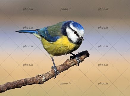 عکس پرنده کوچک روی شاخه درخت با زمینه محو